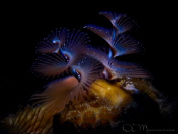 Christmas Tree Worm, Bonaire by Aleksandr Marinicev 